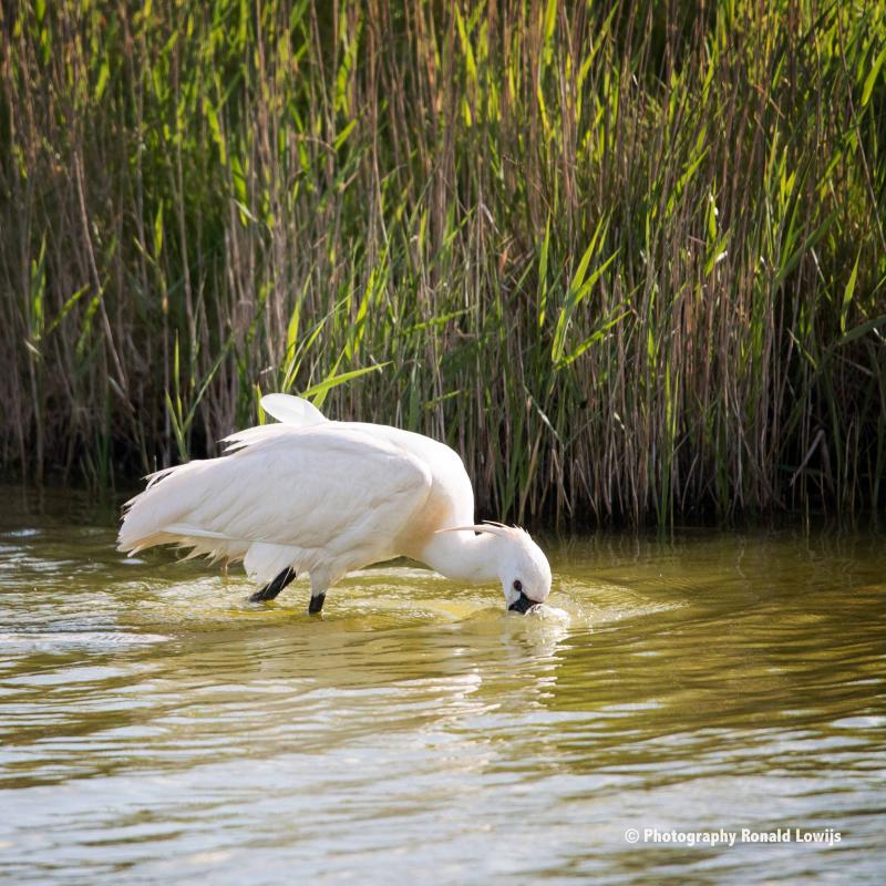 Natuurfotografie