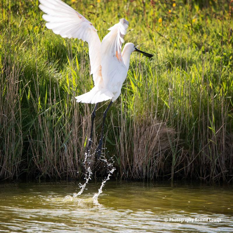 Natuurfotografie