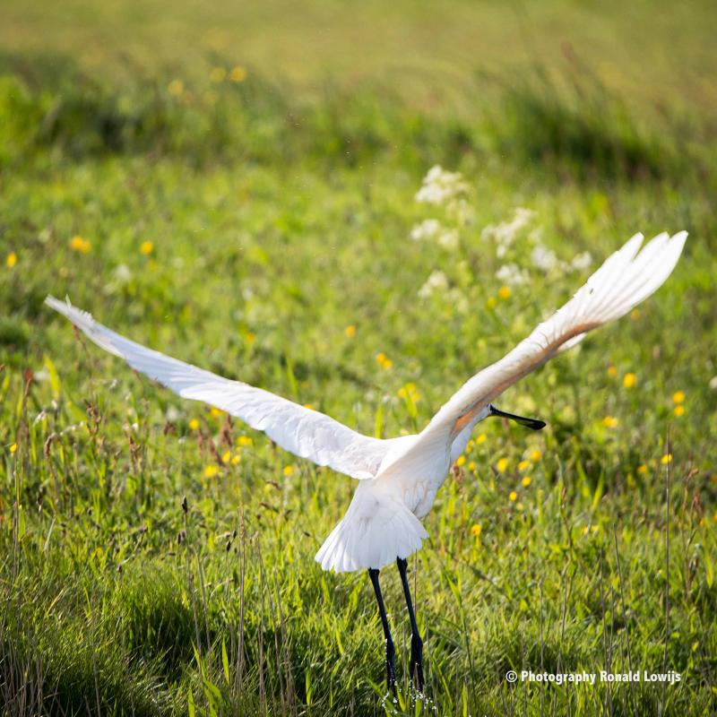 Natuurfotografie