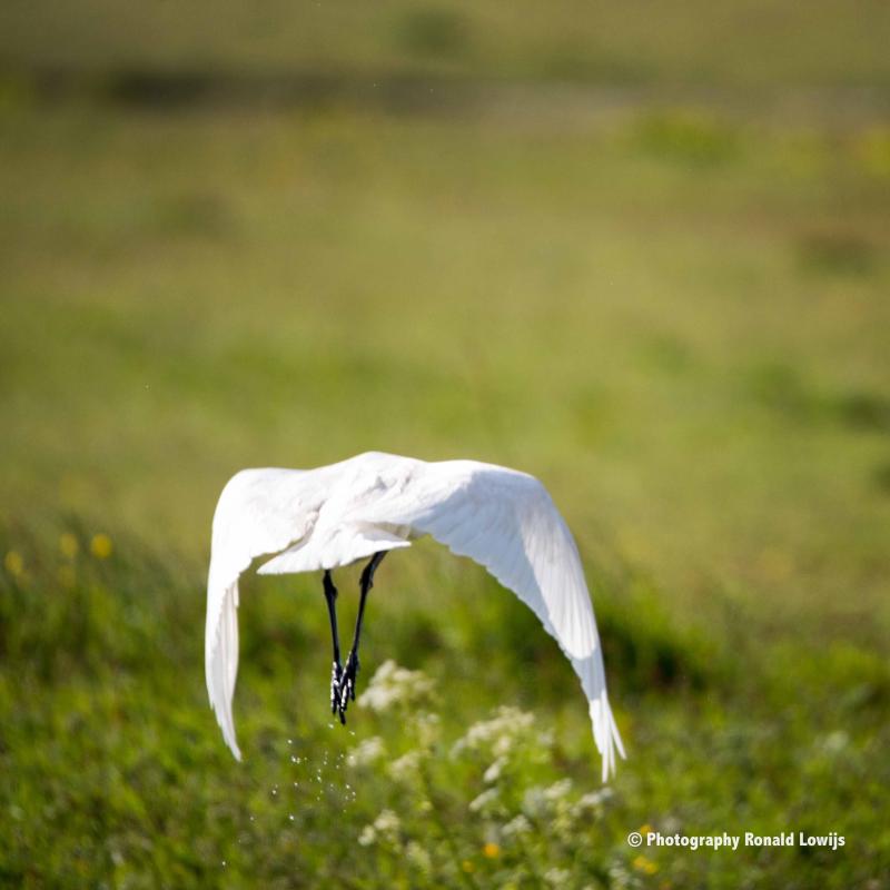 Natuurfotografie