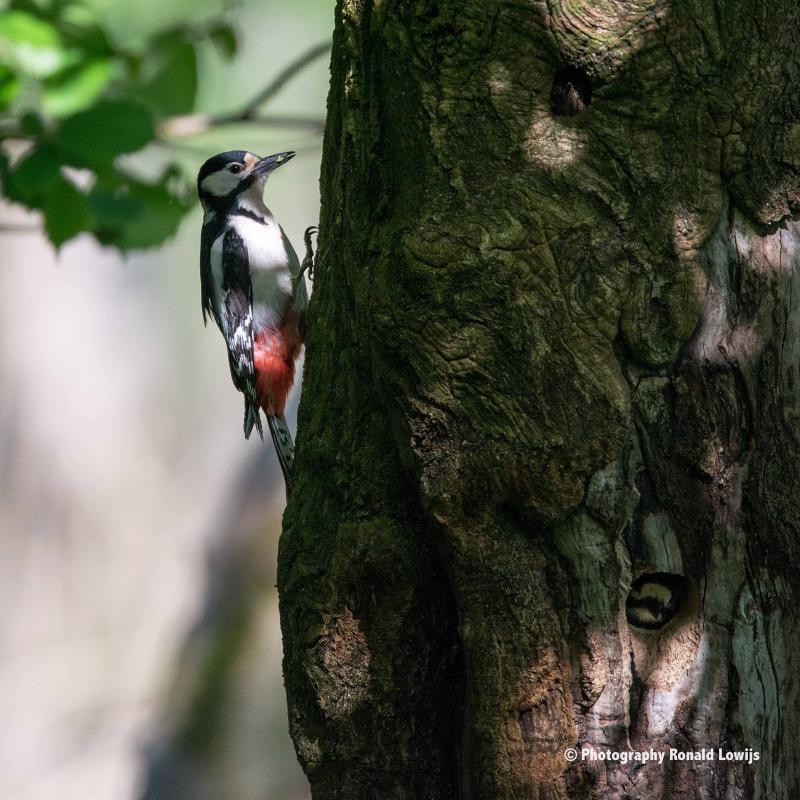 Natuurfotografie