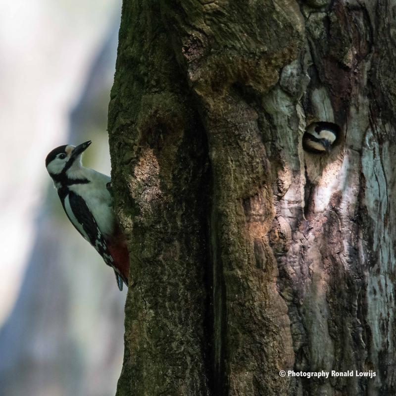 Natuurfotografie