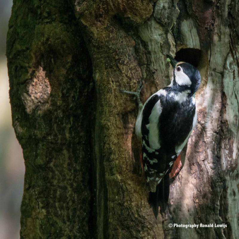 Natuurfotografie